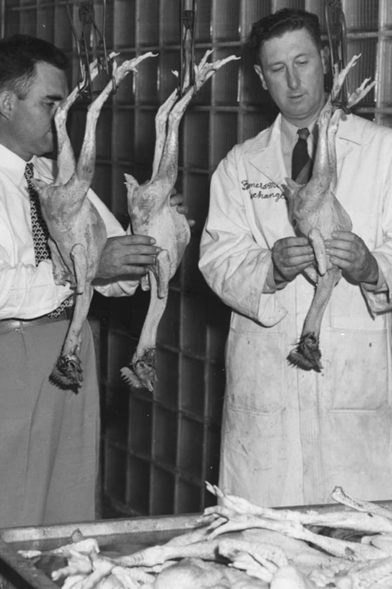 the-chicken-of-tomorrow