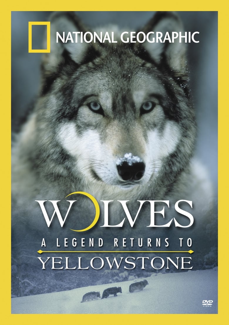 wolves-a-legend-returns-to-yellowstone