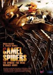 Camel Spiders
