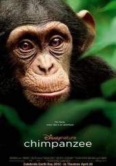 Chimpanzee